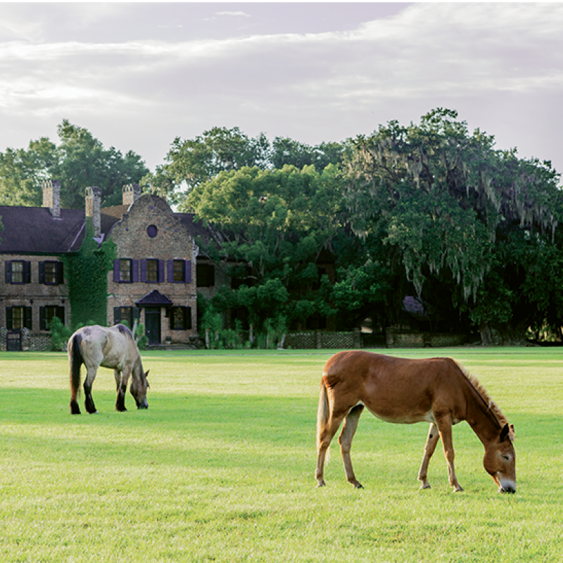Horses graze near the Middleton Place House Museum.