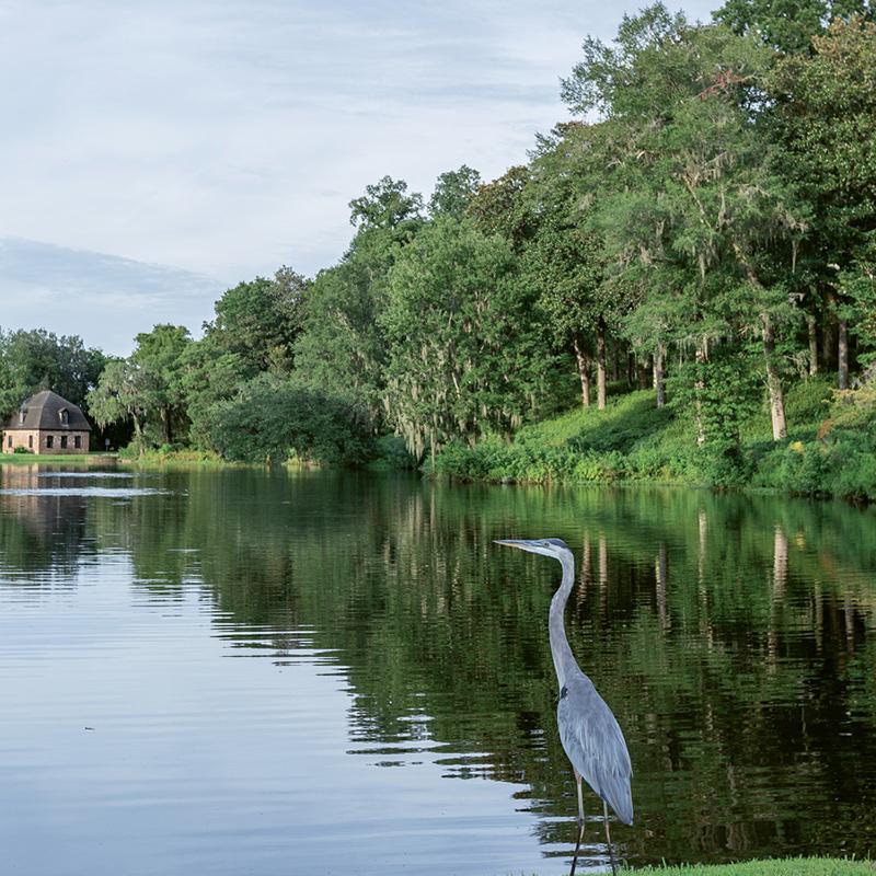 It’s easy to spot wildlife, including birds, as well as alligators. 